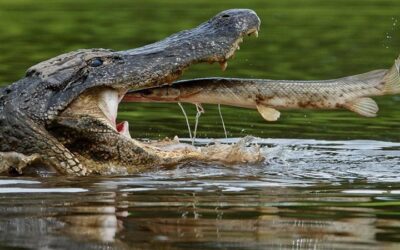 Sundarbans